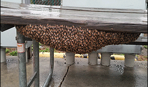 Beehive Removal Service in San Antonio