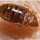 What to do when you have BEDBUGS!